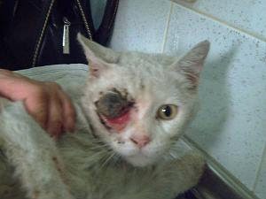 Gato vitima de magia negra